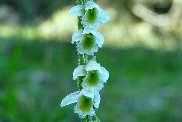 Spiranthes spiralis, l''ultima orchidea della stagione